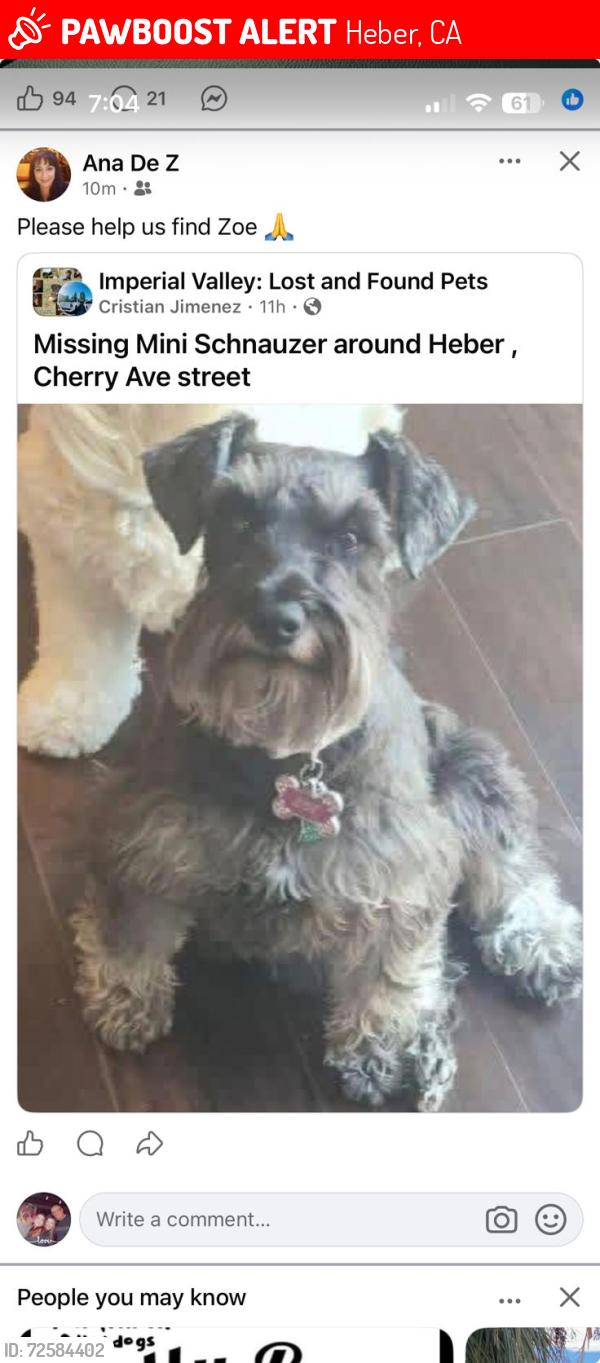 Lost Female Dog last seen North Cherry Ave/Corral in Heber, Heber, CA 92249