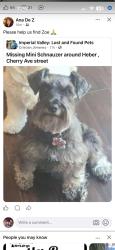 Lost Female Dog last seen North Cherry Ave/Corral in Heber, Heber, CA 92249
