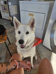 Lost Male Dog last seen 15th ave flower st, Phoenix, AZ 85015