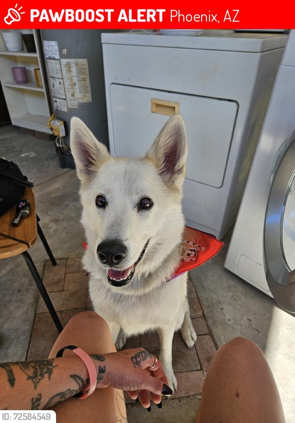 Lost Male Dog last seen 15th ave flower st, Phoenix, AZ 85015