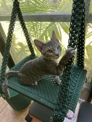Lost Male Cat last seen Country Club Park, Hialeah, FL 33015