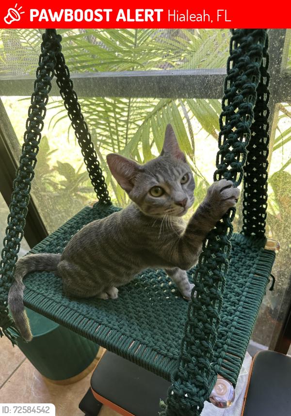 Lost Male Cat last seen Country Club Park, Hialeah, FL 33015