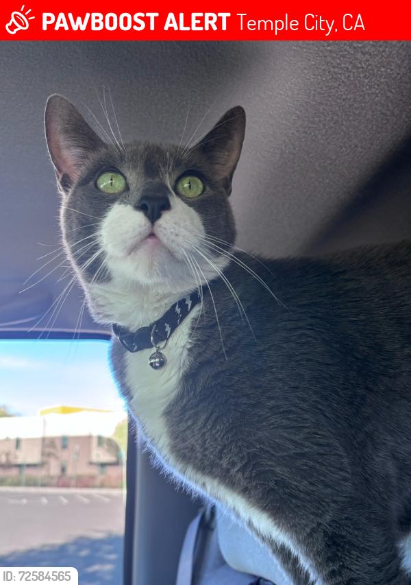 Lost Male Cat last seen Pentland & Alessandro, Temple City, CA 91780