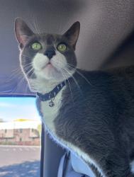 Lost Male Cat last seen Pentland & Alessandro, Temple City, CA 91780