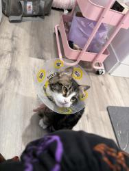 Lost Male Cat last seen Catalina St and West 37th Place, Los Angeles, CA 90007