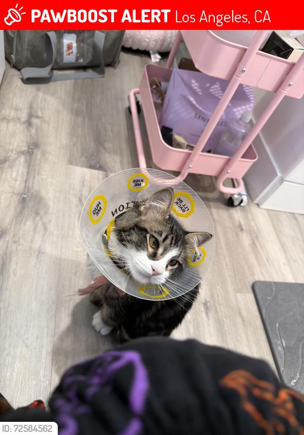 Lost Male Cat last seen Catalina St and West 37th Place, Los Angeles, CA 90007