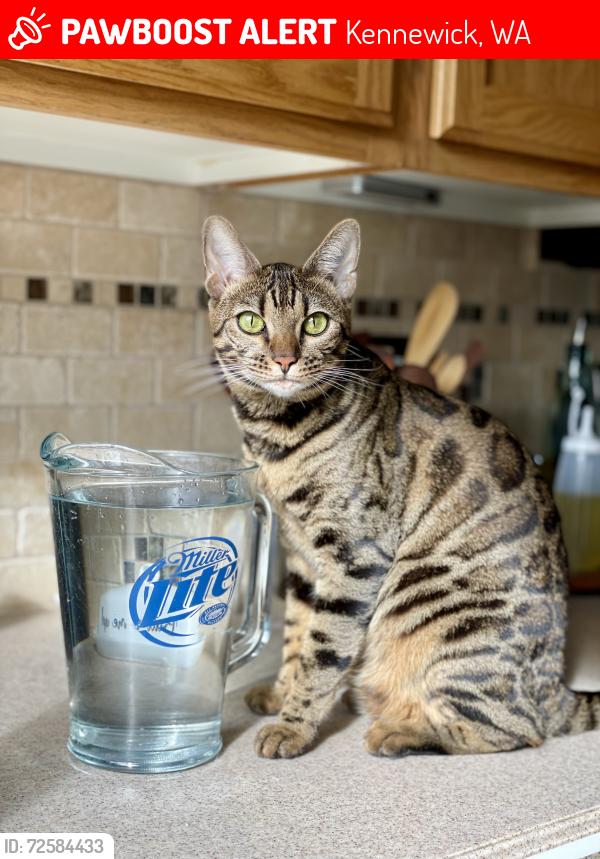 Lost Female Cat last seen Rachel Rd. Kennewick, Wa., Kennewick, WA 99338