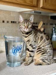 Lost Female Cat last seen Rachel Rd. Kennewick, Wa., Kennewick, WA 99338