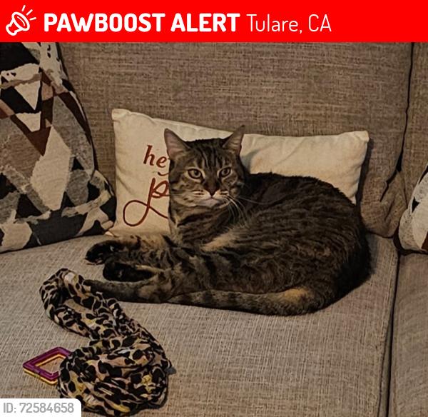 Lost Female Cat last seen Harris St , Tulare, CA 93274