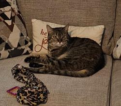 Lost Female Cat last seen Harris St , Tulare, CA 93274