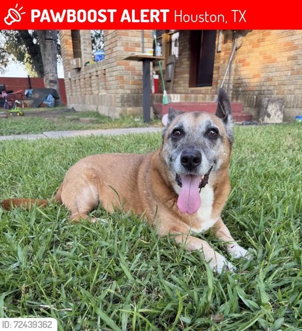 Lost Male Dog last seen Sellers Road, Houston, TX 77060