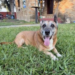 Lost Male Dog last seen Sellers Road, Houston, TX 77060