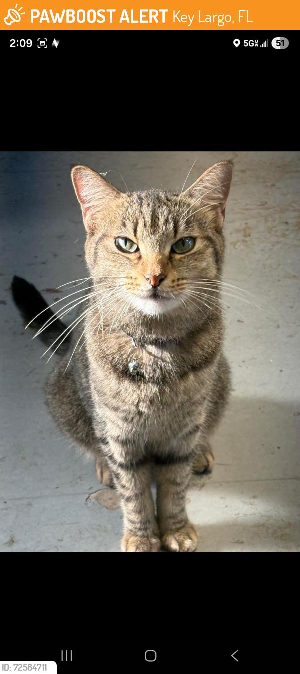 Found/Stray Unknown Cat last seen Upper crust Pizza, Key Largo, FL 33037