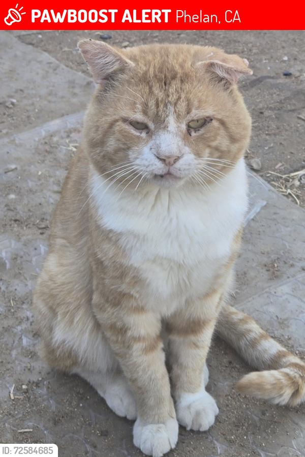 Lost Male Cat last seen Sonora and cambria, Phelan, CA 92371