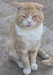 Lost Male Cat last seen Sonora and cambria, Phelan, CA 92371