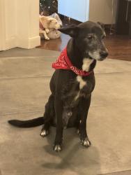 Lost Male Dog last seen May Valley , The Woodlands, TX 77354