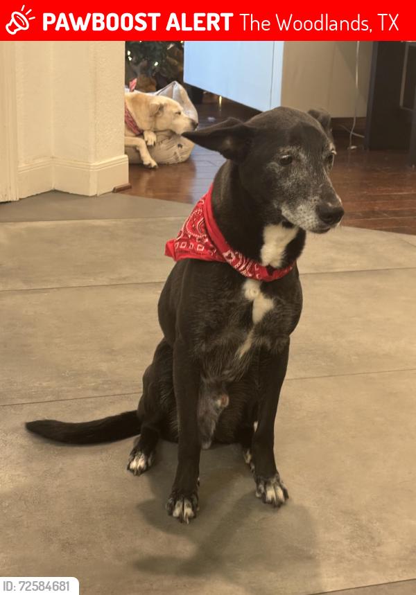 Lost Male Dog last seen May Valley , The Woodlands, TX 77354