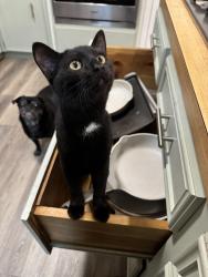 Lost Female Cat last seen Pipers View Dr, Webster, TX 77598