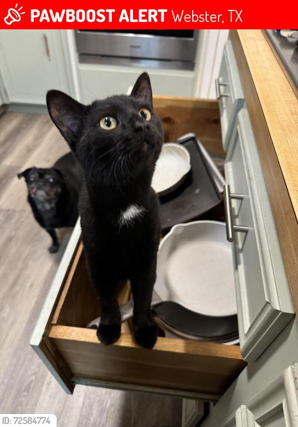 Lost Female Cat last seen Pipers View Dr, Webster, TX 77598