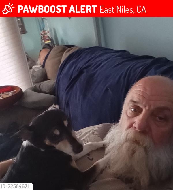 Lost Female Dog last seen College and Oswell , East Niles, CA 93306