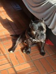 Lost Male Dog last seen Near sw 60th, Oklahoma City, OK 73159