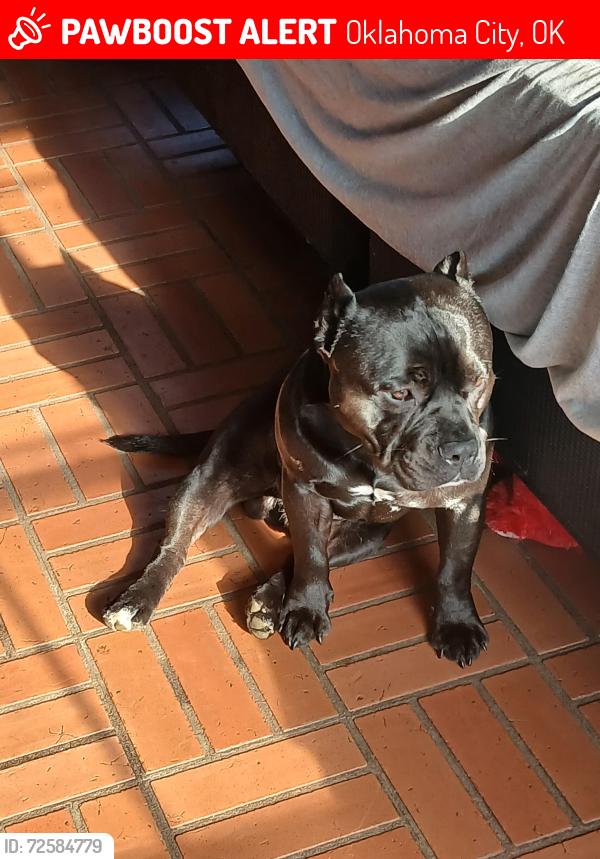 Lost Male Dog last seen Near sw 60th, Oklahoma City, OK 73159