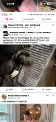 Lost Male Dog last seen Magnolia Dr and Pinson Rd, Forney, TX 75126