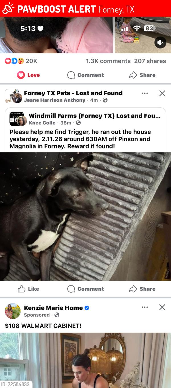 Lost Male Dog last seen Magnolia Dr and Pinson Rd, Forney, TX 75126