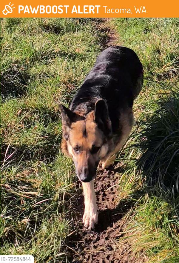 Found/Stray Female Dog last seen 42nd ave e & 132nd, Tacoma, WA 98446