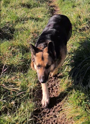 Found/Stray Female Dog last seen 42nd ave e & 132nd, Tacoma, WA 98446