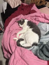 Lost Male Cat last seen Last seen at my house, Rockingham County, VA 22801
