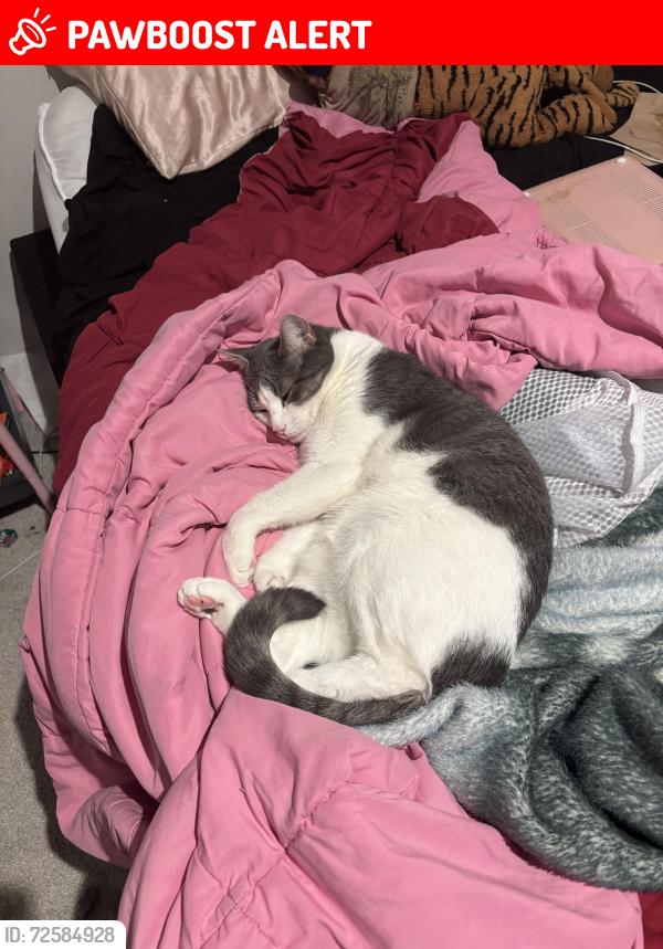 Lost Male Cat last seen Last seen at my house, Rockingham County, VA 22801