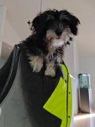 Lost Male Dog last seen Near w 600 s, Provo, UT 84601