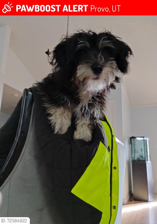 Lost Male Dog last seen Near w 600 s, Provo, UT 84601