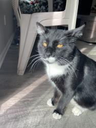 Lost Male Cat last seen Maple ave, valencia st, Hesperia, CA 92345