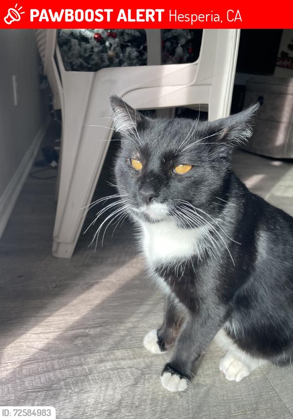 Lost Male Cat last seen Maple ave, valencia st, Hesperia, CA 92345