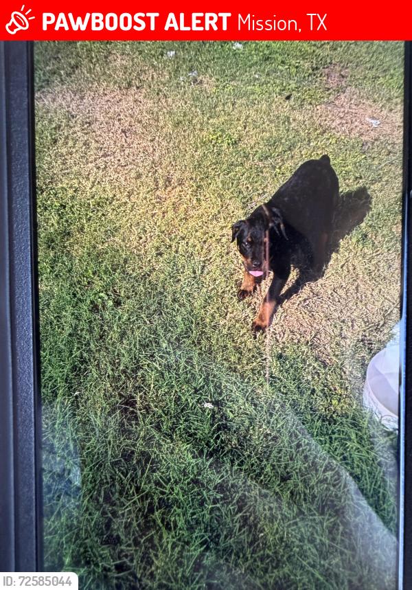 Lost Male Dog last seen Ebanos rd , Mission, TX 78574