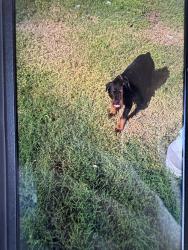 Lost Male Dog last seen Ebanos rd , Mission, TX 78574