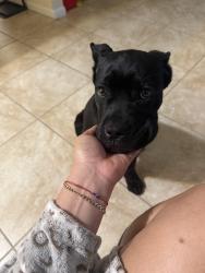 Lost Female Dog last seen Near 37 th st, Lehigh Acres, FL 33974