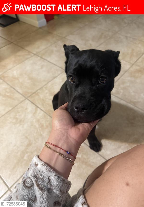 Lost Female Dog last seen Near 37 th st, Lehigh Acres, FL 33974