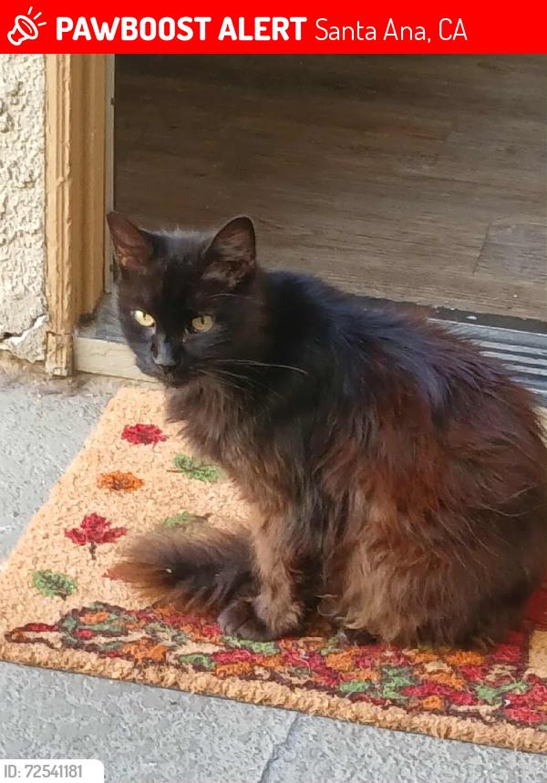 Lost Male Cat last seen Sunset Ridge apmts, Santa Ana, CA 92703
