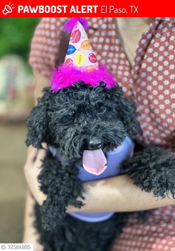 Lost Female Dog last seen Runway Ave and Mission Ridge, El Paso, TX 79928