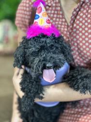 Lost Female Dog last seen Runway Ave and Mission Ridge, El Paso, TX 79928