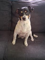 Lost Male Dog last seen NW 75th st and 26th ave Miamj, FL 33147, Gladeview, FL 33147