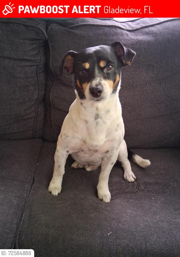 Lost Male Dog last seen NW 75th st and 26th ave Miamj, FL 33147, Gladeview, FL 33147