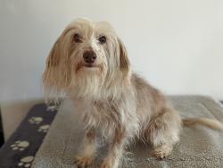 Lost Female Dog last seen Luxford Rd/Jersey Rd, Oakhurst, NSW 2761