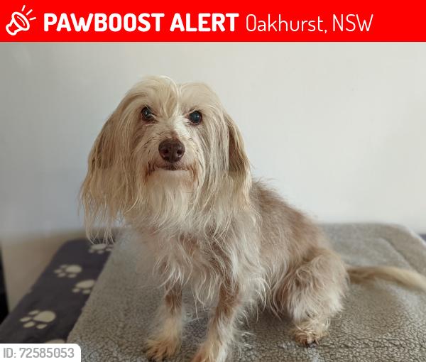 Lost Female Dog last seen Luxford Rd/Jersey Rd, Oakhurst, NSW 2761