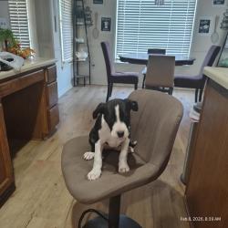 Found/Stray Female Dog last seen Bazemore & Ericson, Memphis, TN 38018
