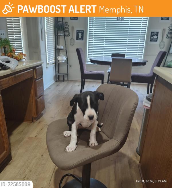 Found/Stray Female Dog last seen Bazemore & Ericson, Memphis, TN 38018
