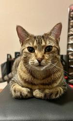 Lost Female Cat last seen Near Jadewing Ct, Spring Tx 77381, Spring, TX 77381
